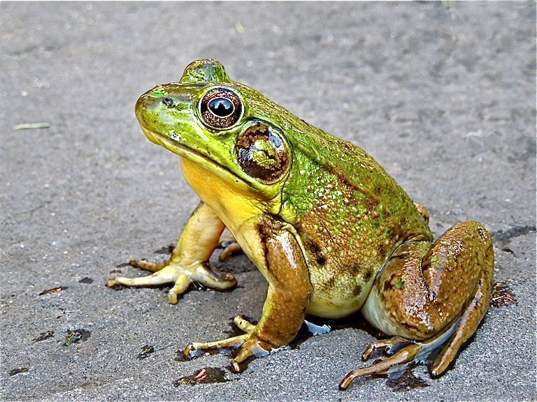 Prince Frog